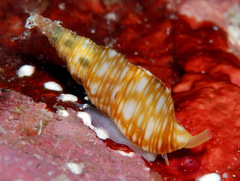 Daphnella aureola