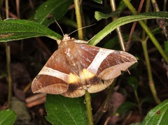 Bastilla fulvotaenia