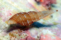 Daphnella aureola