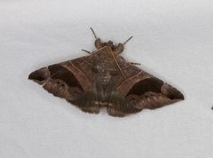 Bastilla joviana