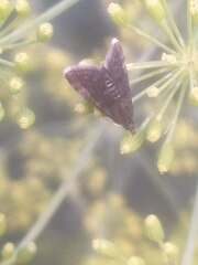 Heliothela