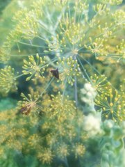 Heliothela