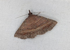 Corgatha dictaria