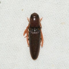 Dicrepidius palmatus