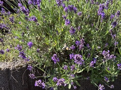 Macroglossum stellatarum