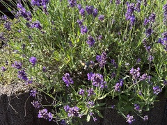 Macroglossum stellatarum