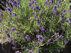 Macroglossum stellatarum