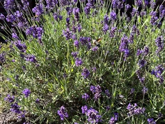 Macroglossum stellatarum
