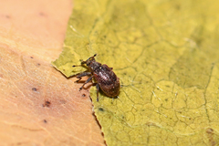 Anthonomus humeralis