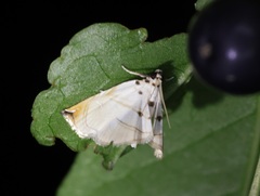 Trichophysetis hampsoni