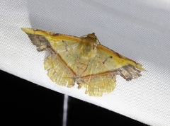 Fascellina plagiata