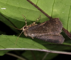 Hypersypnoides submarginata