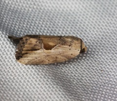 Strotihypera macroplaga