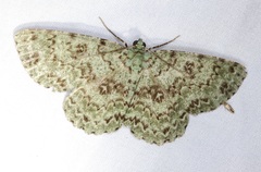 Ophthalmitis herbidaria
