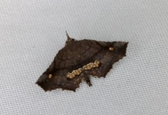 Throana pectinifer