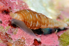 Daphnella aureola