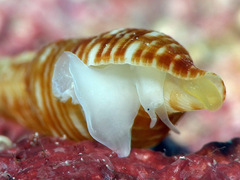 Daphnella aureola