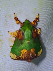 Parasa pastoralis