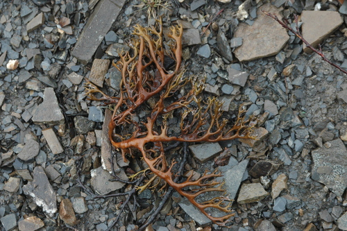 Masonhalea image