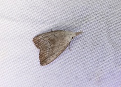 Meganola brunellus