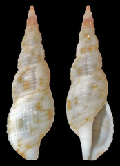 Daphnella cheverti