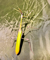 Empusa