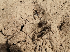 Sylvicapra grimmia