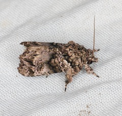 Callopistria guttulalis