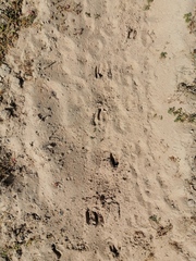 Sylvicapra grimmia