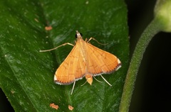 Mabra nigriscripta