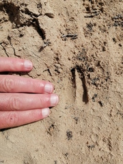 Sylvicapra grimmia