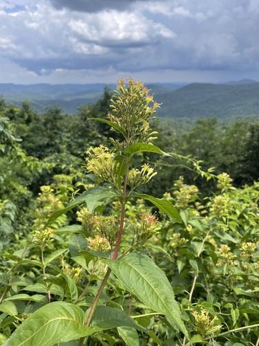 Diervilla sessilifolia, photographed by an iNaturalist contributor