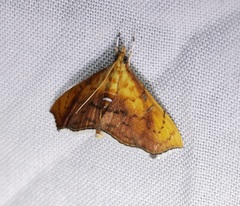 Hyalobathra micralis