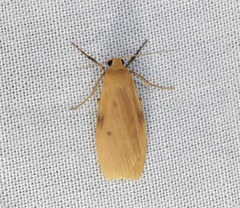 Paralithosia shaowuica