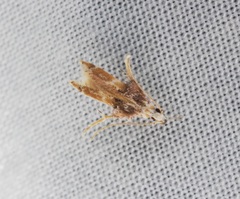 Ashibusa