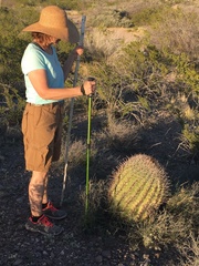 Ferocactus wislizeni