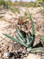 Ferraria variabilis