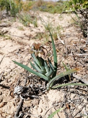 Ferraria variabilis