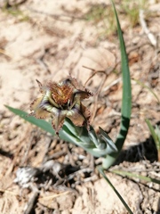 Ferraria variabilis