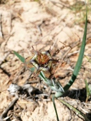 Ferraria variabilis