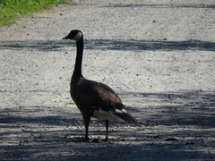 Branta canadensis