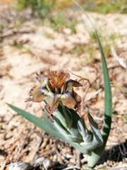 Ferraria variabilis