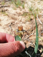 Ferraria variabilis