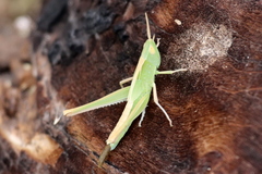 Syrbula
