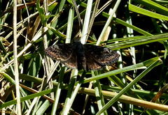 Erynnis lucilius