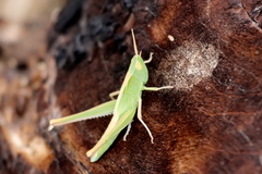 Syrbula