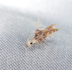 Ashibusa