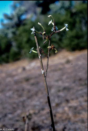 Plumbago aphylla image