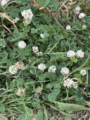 Trifolium repens