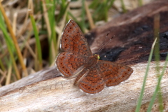 Calephelis arizonensis
